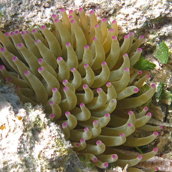 A photograph of a giant Caribbean Sea anemone which has many light brown tentacles with pink tips.