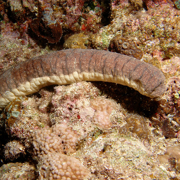 A photograph of a sea cucumber which has a long, brown, tubular body.