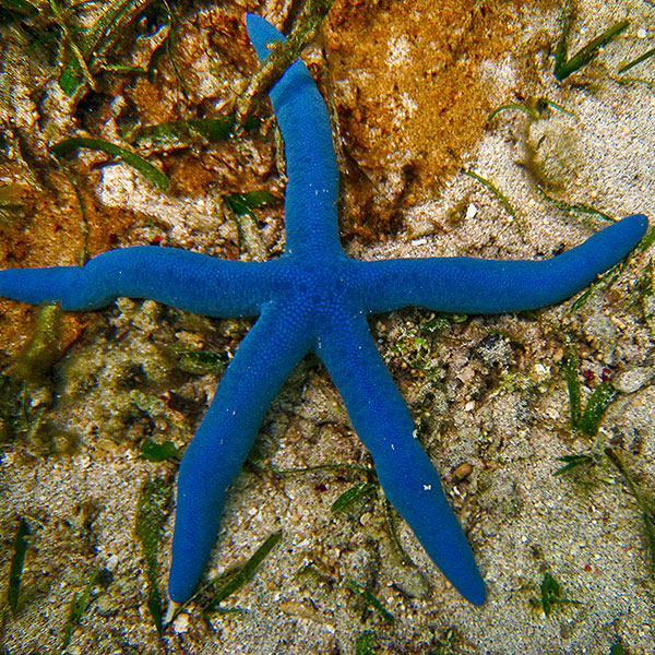 A photograph of a blue sea star with five arms.