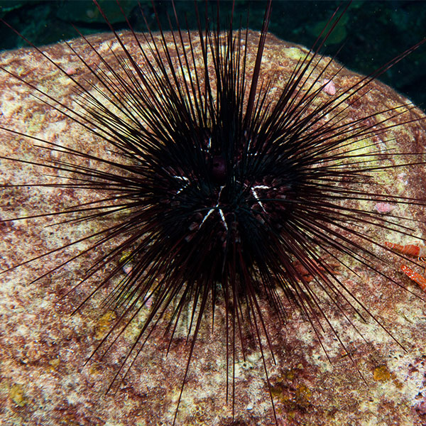 A photograph of a black sea urchin, which is covered in many long, thin spines sticking out from its round center.