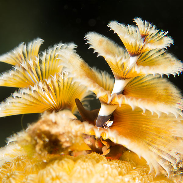 A photograph of a Christmas tree worm with yellow spiraling plumes along its white and brown striped appendeges.