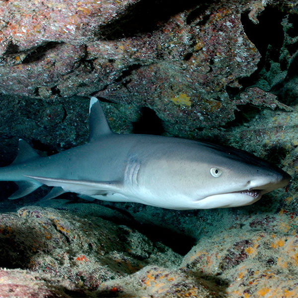 A photograph of a gray whitetip reef shark with a white underbelly in an underwater crevice.