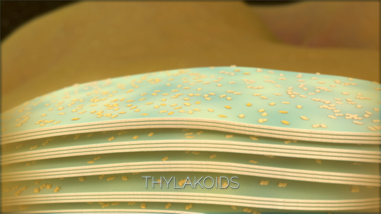 An illustration of several stacked layers labeled Thylakoids. Each layer has many small yellow particles on its surface.
