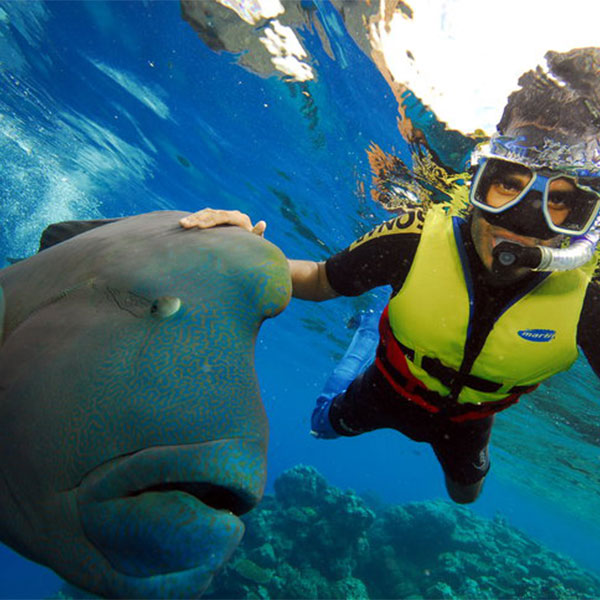 A photograph of a snorkeler underwater with their hand on top of a large fish.