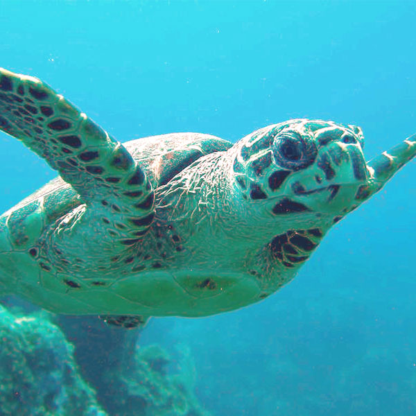A photograph of a hawksbill sea turtle swimming underwater. The turtle has brown patches on its flippers and head.