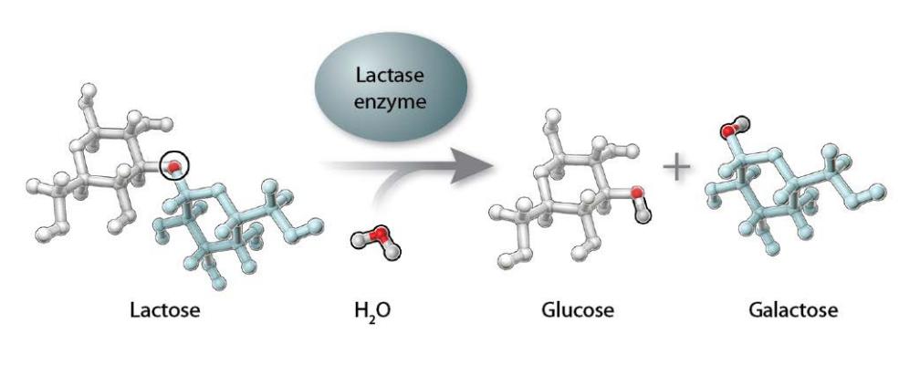 An illustration of the molecular structures of lactose, H 2 O water, glucose and galactose. It is labeled lactase enzyme and there is an arrow pointing from the lactose and water compounds on the left to the glucose and galactose compounds on the right.
