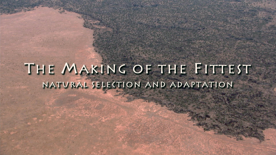 Interactive Video Natural Selection And Adaptation Hhmi Biointeractive