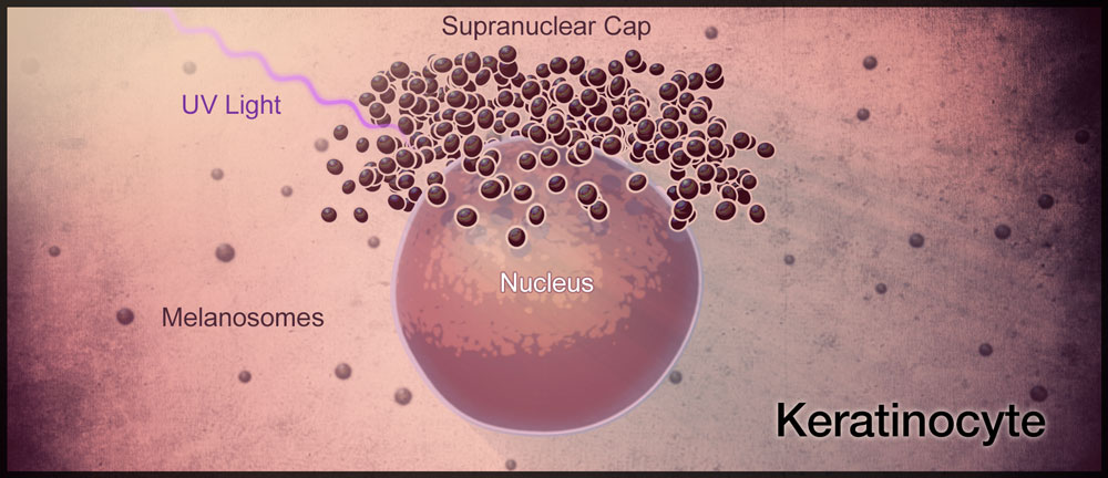An illustration showing the components of a Keratinocyte.