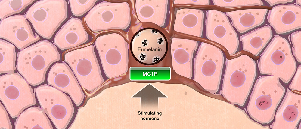 Illustration of keratinocyte cells with a circle containing several dark objects labeled Eumelanin in the middle of the diagram. Under the Eumalanin circle is a box labeled MC1R. An arrow labeled 'Stimulating Hormone' points to the MC1R.
