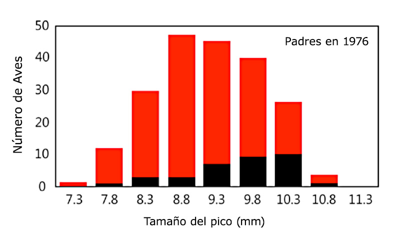 Un gráfico que muestra las categorías de tamaño del pico y el número de aves en cada categoría, antes y después de la sequía. La mayoría de las aves antes de la sequía tienen picos entre 8.8 y 9.3 milímetros. La mayoría de los sobrevivientes a la sequía muestran picos entre 9.8 y 10.3 milímetros.