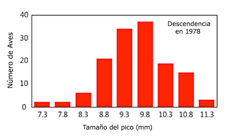 Un gráfico que muestra las categorías del tamaño del pico y el número de aves en cada categoría, en la población de 1978. El mayor número de aves pertenece a la categoría de tamaño de pico de 9.8 milímetros.
