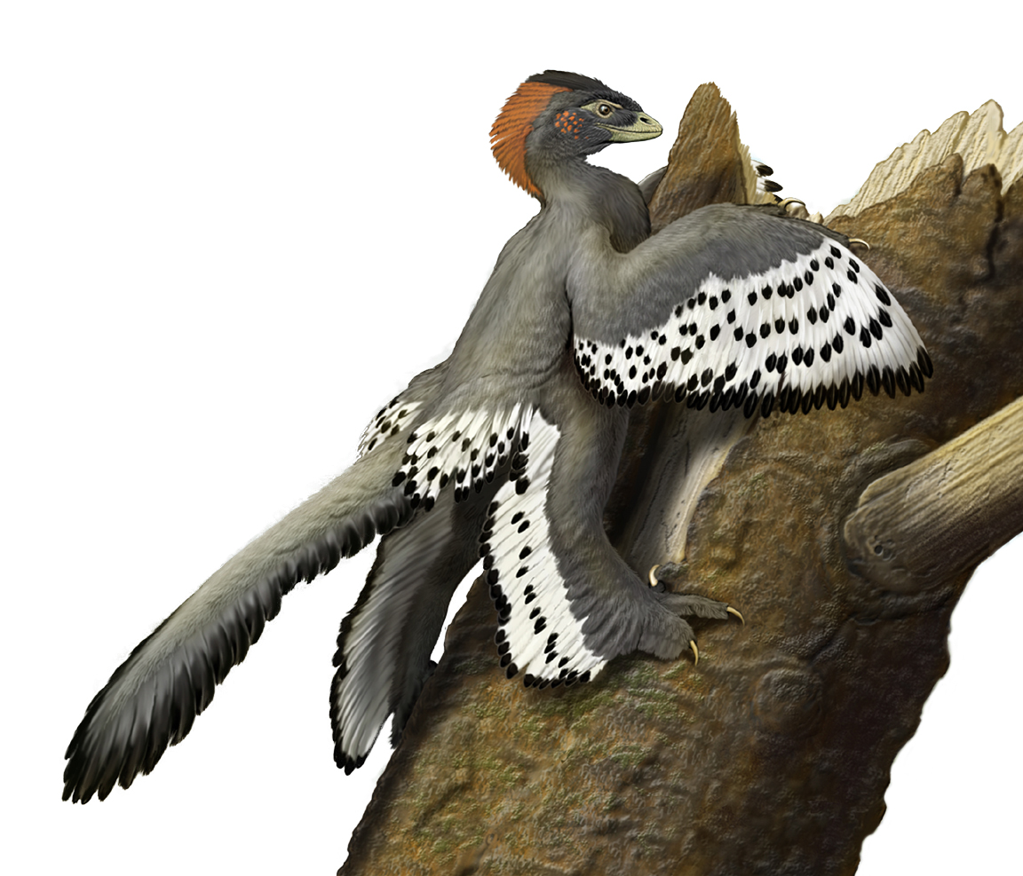 iow-anchiornis.jpg