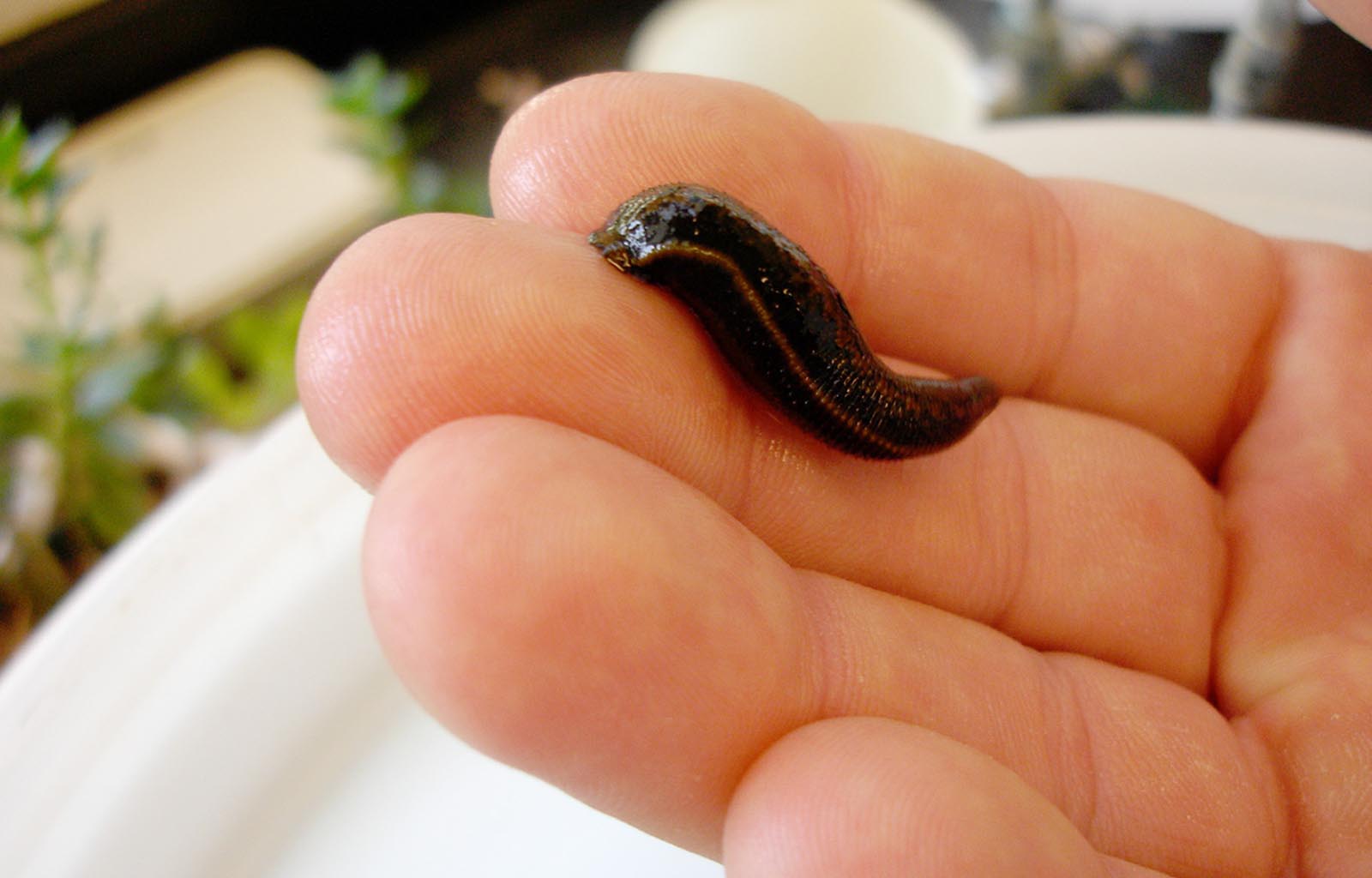 A dark leech is lying on a human hand. The leech is about half the length of the hand's middle finger.
