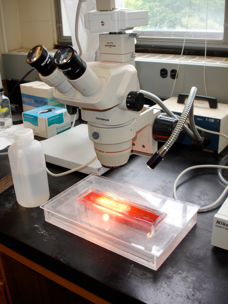 A dissecting microscope is set up on a lab bench. The microscope is positioned over a long, clear dissecting dish. The dish is filled with red wax and is illuminated by a bright light.