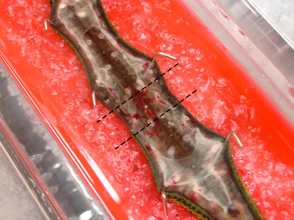 An overview of the cut-open leech in the dissection dish. Two dashed parallel lines are drawn perpendicular to the length of the leech. The lines are positioned around a ganglion near the middle of the leech, with one line slightly anterior to the ganglion and the other line slightly posterior to the ganglion.