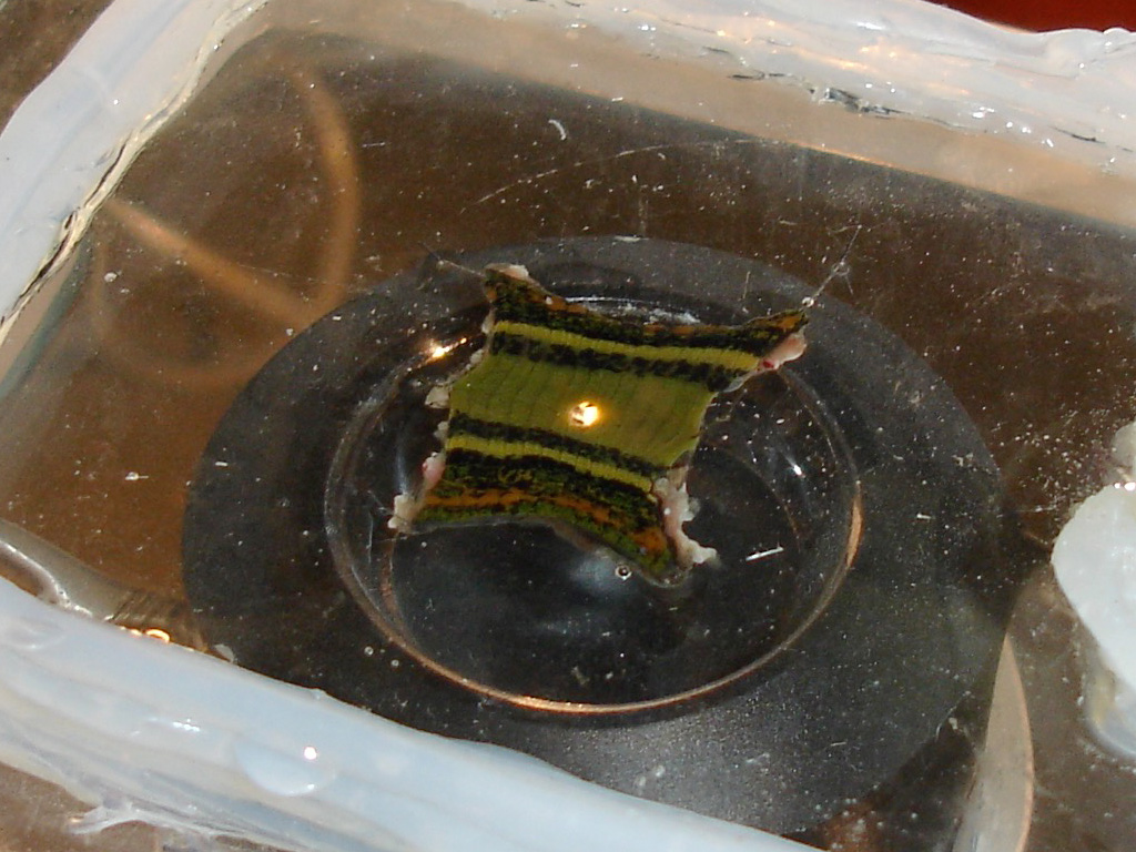 A small section of the leech is pinned in a clear dish. The leech's skin is facing up, and a small hole in the skin is illuminated by a bright light.