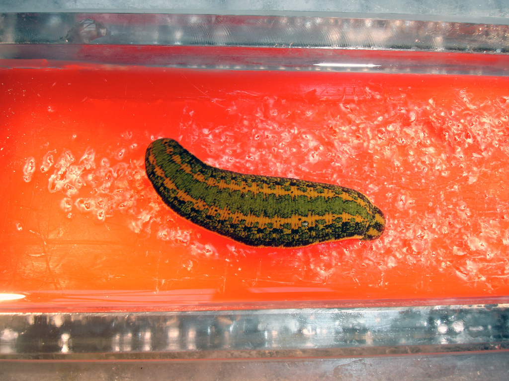 A leech is lying in a dissecting dish filled with red wax. The leech's dorsal side has a colorful pattern of green skin with distinctive orange lines.