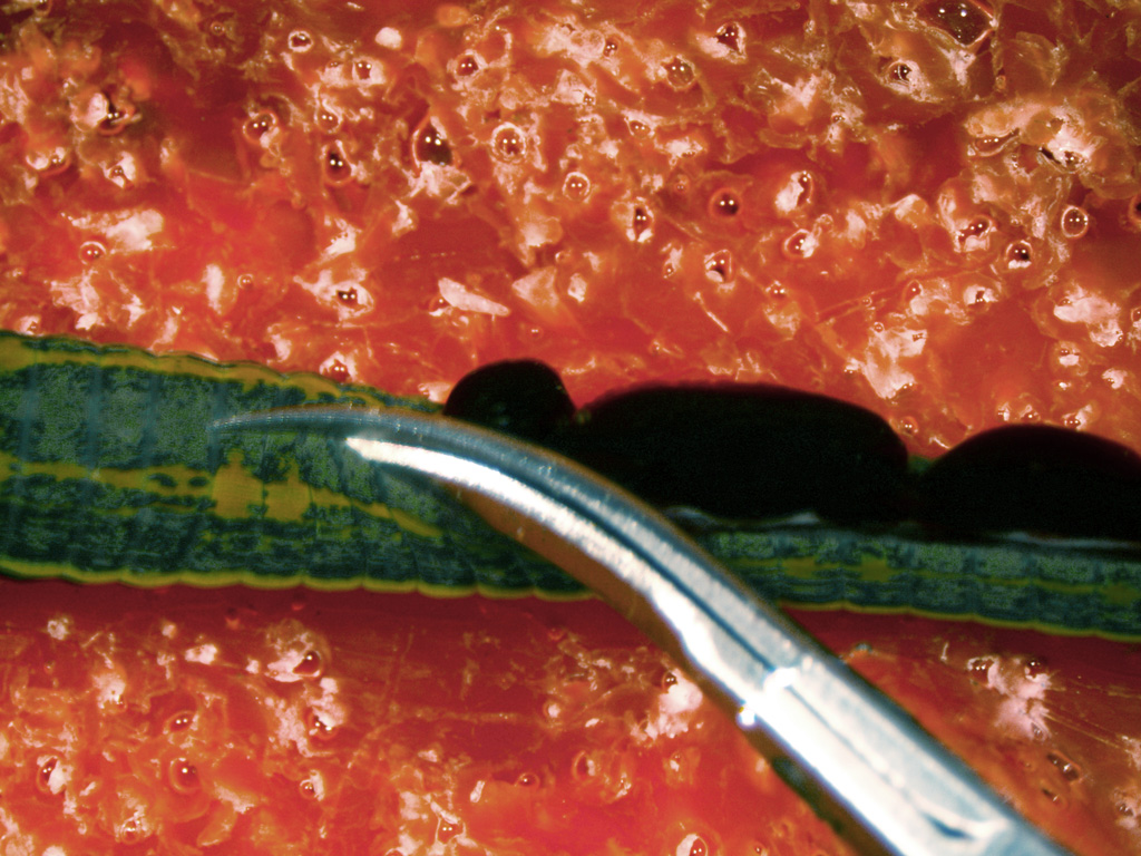 A third close-up of the leech in the dissection dish. The scissors are cutting through the leech's skin. Dark blood is leaking out of the cut.