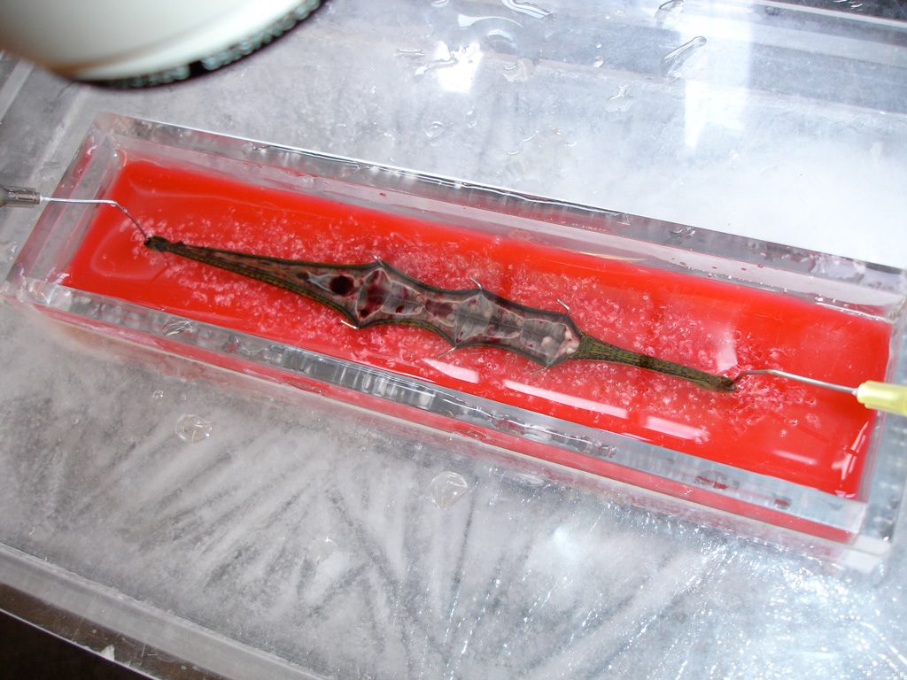 The entire dissection dish is shown. The leech in the dish has been fully stretched, cut open, and pinned.