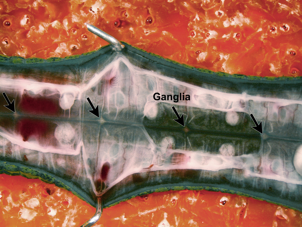 A close-up of the cut-open leech in the dissection dish. There are four pale swellings along the leech's blood sinus, which are labeled 'ganglia.'