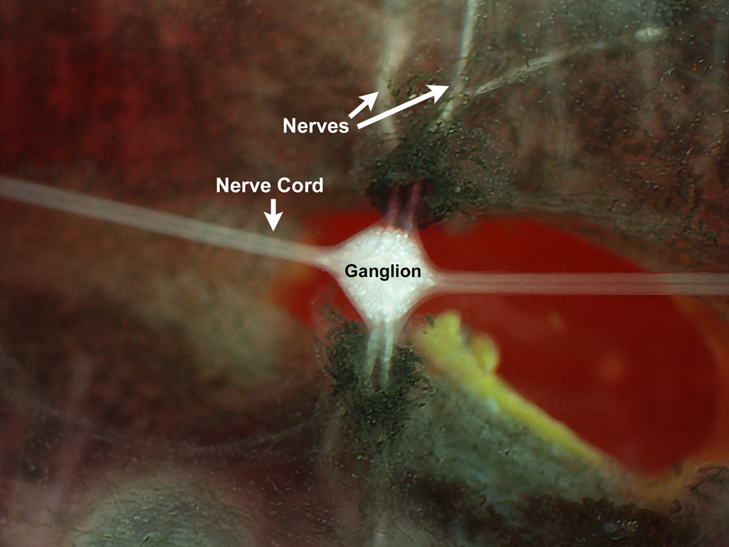 A second close-up of the leech ganglion, after a hole is cut beneath the ganglion. The red wax at the bottom of the dissection dish is visible through this hole. The ganglion, nerve cord, and two nearby nerves are all labeled.