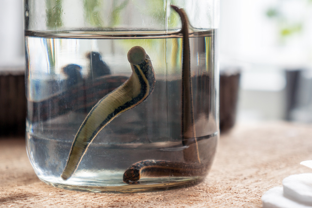 Three leeches are in a clear bottle of water. The leeches have long, dark, worm-like bodies. One leech has its tail sucker pressed against the front of the bottle.