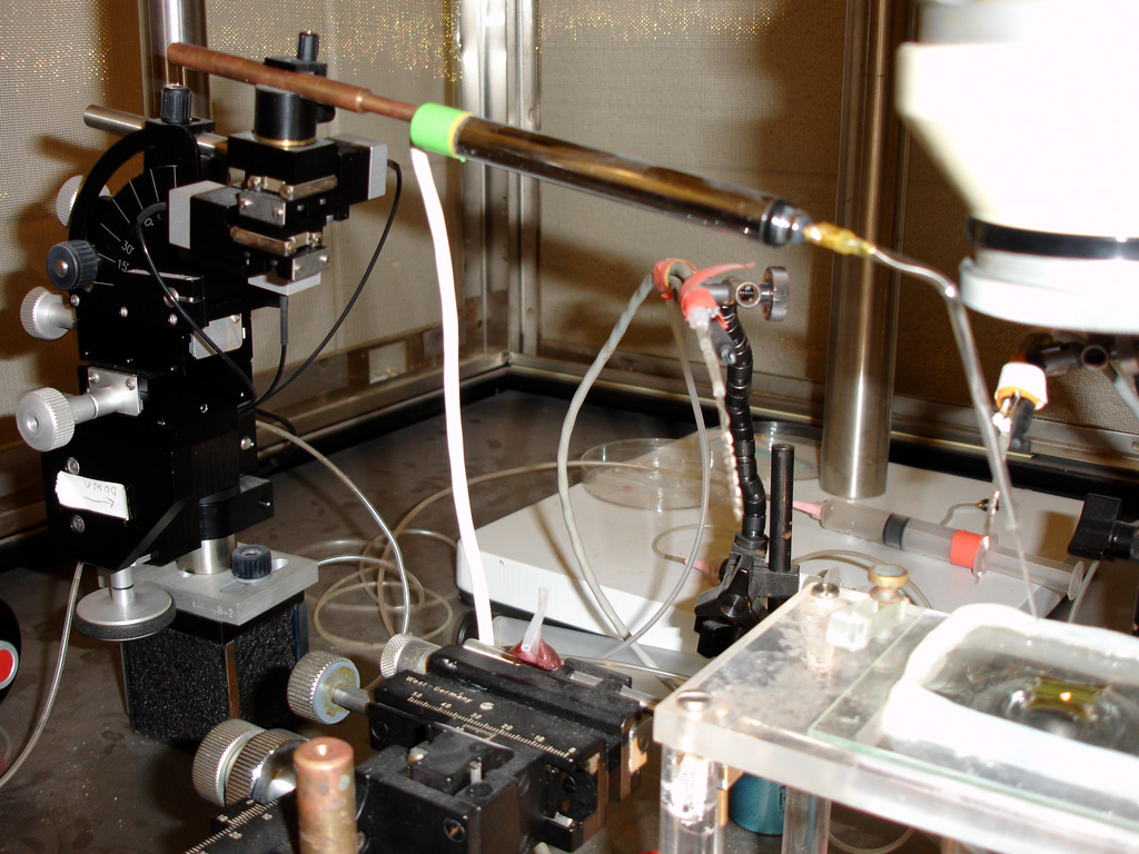 Several pieces of lab equipment are set up together. On the right is a dissection microscope, which is positioned over the dish holding the leech section. There are several tools to the left of the microscope. The tools are used to place a very fine glass electrode precisely into the leech neuron.