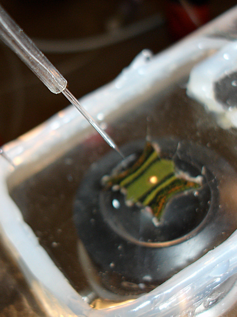 A close-up of the glass electrode. The tip is positioned over the leech section in the dish.
