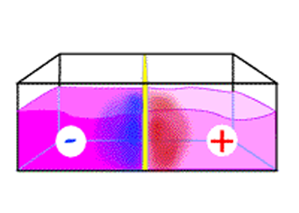 A schematic of a tank water tank filled with purple liquid, and partitioned into left and right halves with a yellow divider. The left side is a deeper purple than the right side. In addition, near the yellow divider, there is a cloud of blue particles on the left side with a negative symbol, and there is a cloud of red particles on the right side with a positive symbol.