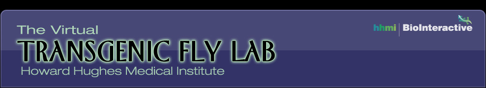 transgenic-fly-virtual-lab