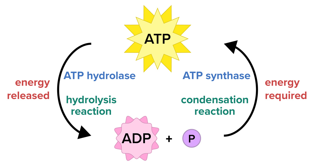 Cyclic diagram showing a large yellow starburst labeled A-T-P at the top, with an arrow pointing down on the left side to a pink starburst labeled A-D-P, a plus sign and purple circle labeled P. The arrow is labeled 'ATP hydrolase' with blue text, 'hydrolysis reaction' with green text, and 'energy released' in red text. An arrow points upward from ADP + P to ATP and is labeled 'ATP synthase' with blue text, 'condensation reaction' in green text, and 'energy required' in red text.