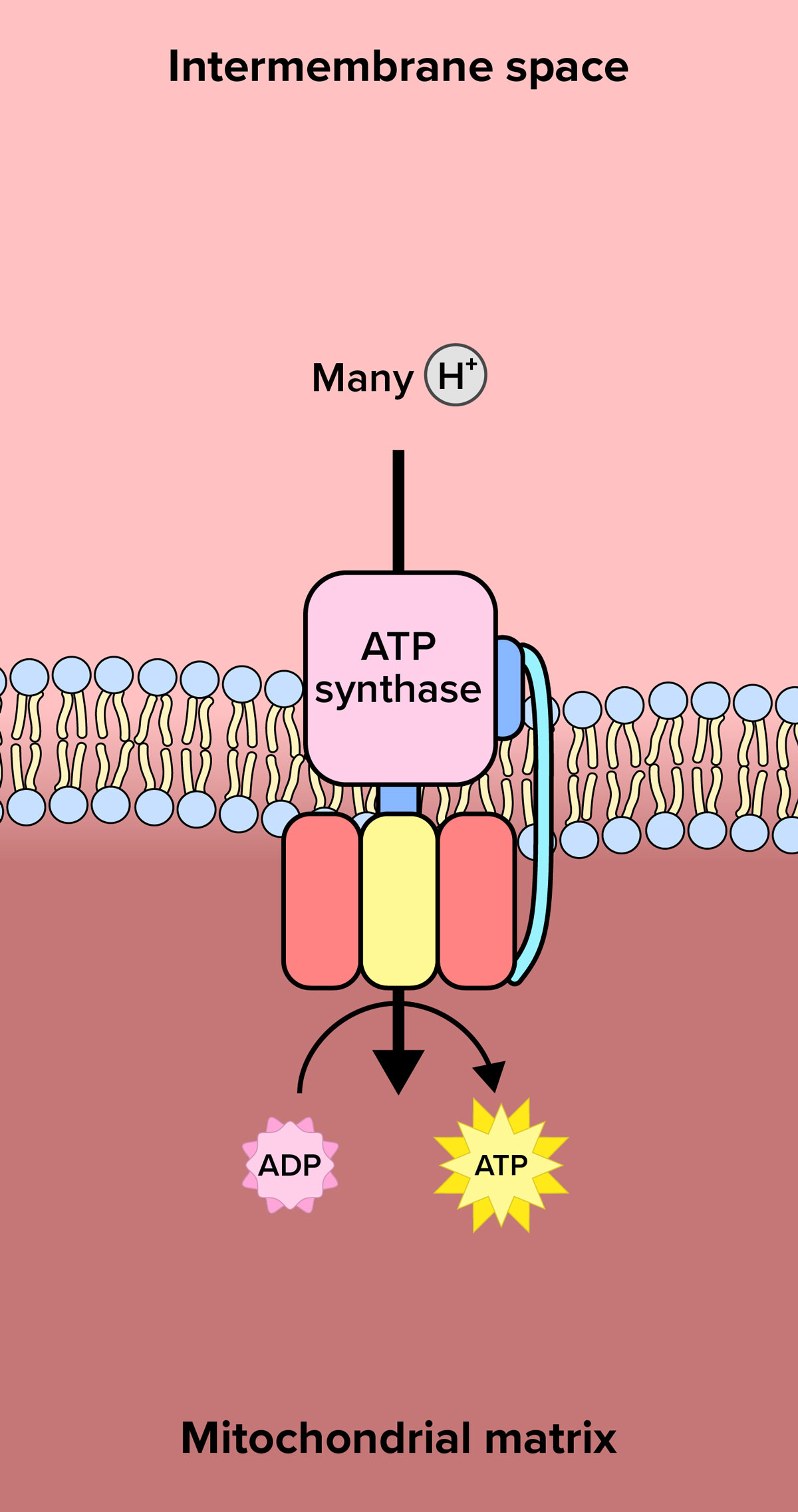 A schematic diagram: the top of the diagram is labeled 'intermembrane space' and the bottom is labeled 'mitochondrial matrix,' separated by a membrane depicted as two rows of blue circles with yellow lines projecting between them. A pink rounded square labeled 'ATP synthase' is positioned on the upper side of the membrane with a vertical black line extending up. Above the line is labeled Many hydrogens. The pink square is connected to three rounded vertical rectangles that extend downward into the lower compartment. The outer two vertical rectangles are red, the middle one is yellow and has a black arrow pointing down. A thin curved arrow crosses the down arrow, extending from a pink starburst labeled ADP on the left to a larger yellow starburst labeled 'ATP' on the right.