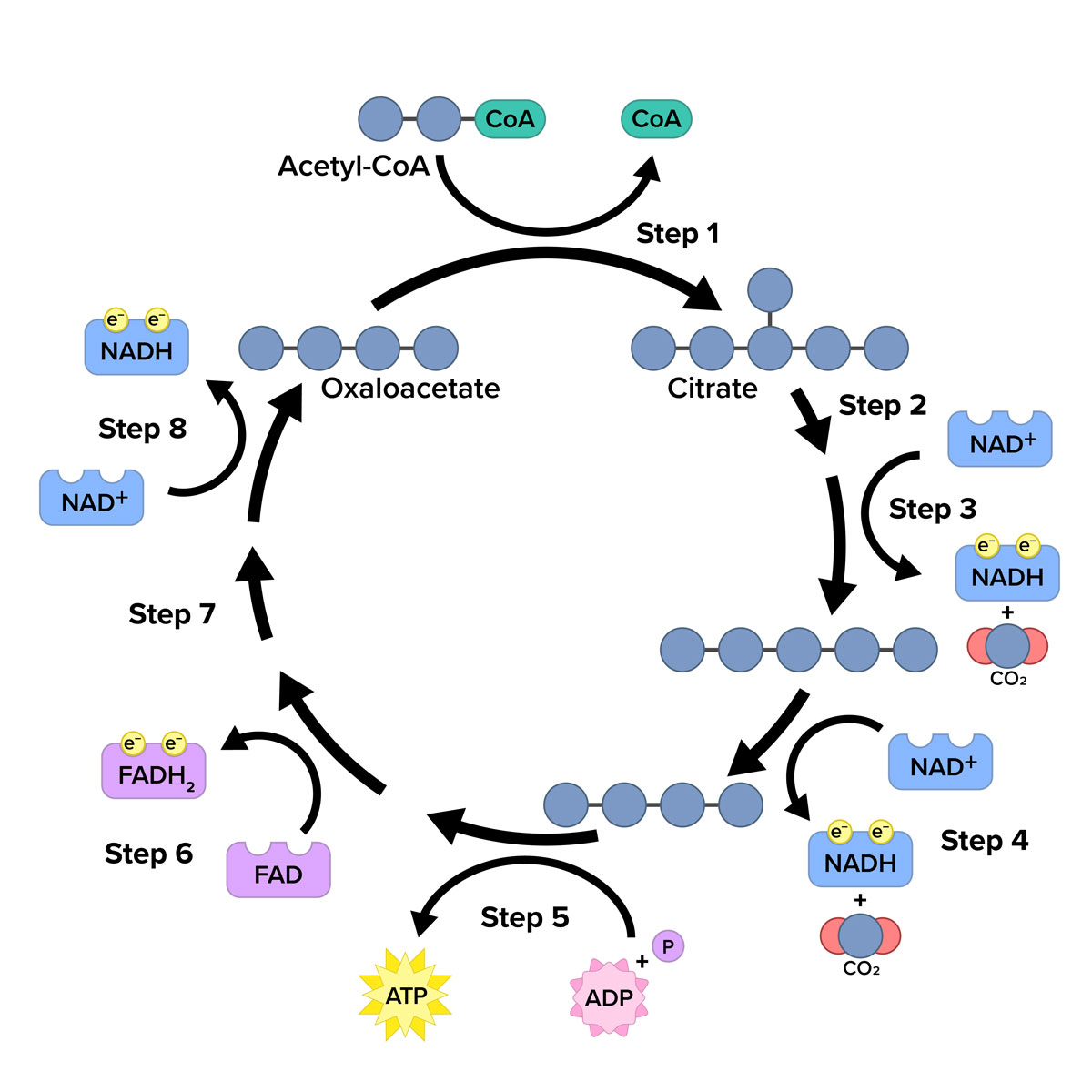 A schematic diagram of the citric acid cycle, showing the eight sequential steps of the metabolic pathway arranged in a circular format. Over the circular diagram is a curved arrow pointing from a molecule labeled Acetyl-Co-A comprised of two blue circles connected by a horizontal line with a green oval labeled 'Co-A' to a single green oval labeled ‘Co-A’. The top of the circle schematic is a curved arrow labeled ‘Step 1’ that points to five blue circles connected by a horizontal line with one additional blue circle above the middle circle connected by a vertical line, labeled 'citrate’. A small curved arrow labeled ‘Step 2’ is followed by a longer curved arrow labeled ‘Step 3’ which points to five blue circles connected by a horizontal line. To the right side of these arrows is a blue irregular rectangle labeled 'N A D +' is next to the label step 2 and has another curved arrow pointing to a blue rectangle next to step 3 labeled 'N A D H' with two small yellow circles labeled e negative with a '+’ and a blue circle on top of two red circles labeled ’CO-2’. The next arrow that forms the circle schematic, labeled step 4, leads to 4 blue circles connected by a horizontal line. To the right of this arrow is a curved arrow that starts with blue rectangle labeled 'N A D +' and ends with a blue rectangle labeled 'N A D H' with two small yellow circles labeled e negative with a '+’ and a blue circle on top of two red circles labeled ’CO-2’. The next arrow in the circle is labeled ‘Step 5’, which is at the bottom of the schematic. Below this arrow is a thinner curved arrow pointing from a pink starburst labeled 'ADP' plus a purple circle labeled 'P' to a yellow starburst labeled 'ATP'. The next arrow labeled Step 6 has a thinner curved arrow to the side pointing from a purple irregular rectangle labeled 'FAD' to a purple rectangle labeled 'FADH-2’, with two small yellow circles labeled e negative. The next arrow in the circle is labeled ‘Step 7’ followed by the next arrow, labeled ‘Step 8’ which points to 4 blue circles connected by a horizontal line labeled ‘oxaloacetate’ at the top of the circle. Beside this arrow is a thinner curved arrow pointing from a blue irregular rectangle labeled 'N A D +' to a blue rectangle labeled 'N A D H' with two small yellow circles labeled e negative’.