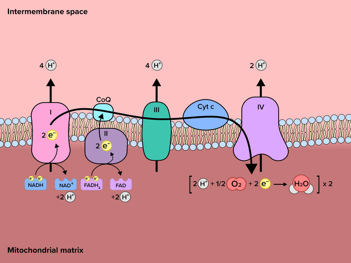 A detailed schematic diagram illustrating the flow of electrons and protons through the electron transport chain within the inner mitochondrial membrane. The top of the diagram is labeled 'intermembrane space' and the bottom is labeled 'mitochondrial matrix,' separated by a membrane depicted as two rows of blue circles with yellow lines projecting between them. Four irregular shapes of different colors span the membrane are lined up from left to right and are labeled 1 through 4. A black arrow runs through the shapes, starting at 1 and turns down at 4. The first shape is pink, is labeled 1 and contains 2 electrons. An arrow points up from the shape to 4 hydrogens. Below the shape is an irregular blue rectangular labeled 'N A D H' containing two electrons with an arrow pointing to another irregular blue rectangle labeled 'N A D ⁺' with 2 hydrogens. The next shape is dark purple, is labeled 2 and contains 2 electrons. An arrow points up to a light blue square shape labeled Co-Q.  Below the shape is an irregular purple rectangular labeled FADH-2 containing two electrons with an arrow pointing to another irregular purple rectangle labeled FAD with 2 hydrogens. The next shape is green, is labeled 3, and has an arrow pointing up to 4 hydrogens. The next shape is a blue irregular circle with no number and is labeled Cyt-c. The next shape is purple, is labeled 4 and has an arrow pointing up to 2 hydrogens. Below is an equation with illustrations for the molecules: '[2H⁺ + ½O₂ + 2e⁻ → H₂O] ×2.'