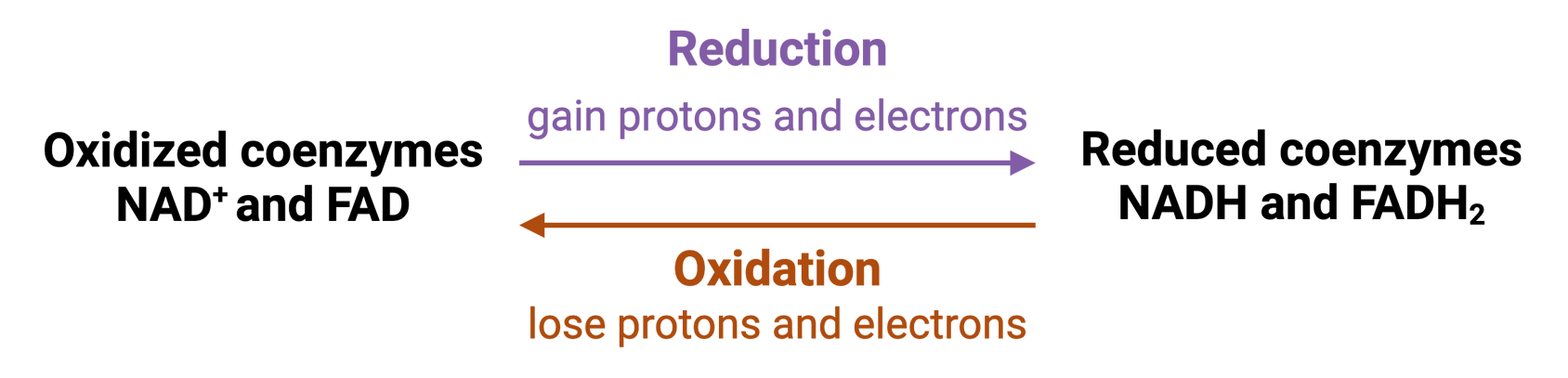 Reaction equations between oxidized coenzymes N A D plus and F A D and reduced coenzymes N A D H and F A D H 2 where during reduction, oxidized coenzymes gain protons and electrons and during oxidation, reduced coenzymes lose protons and electrons.