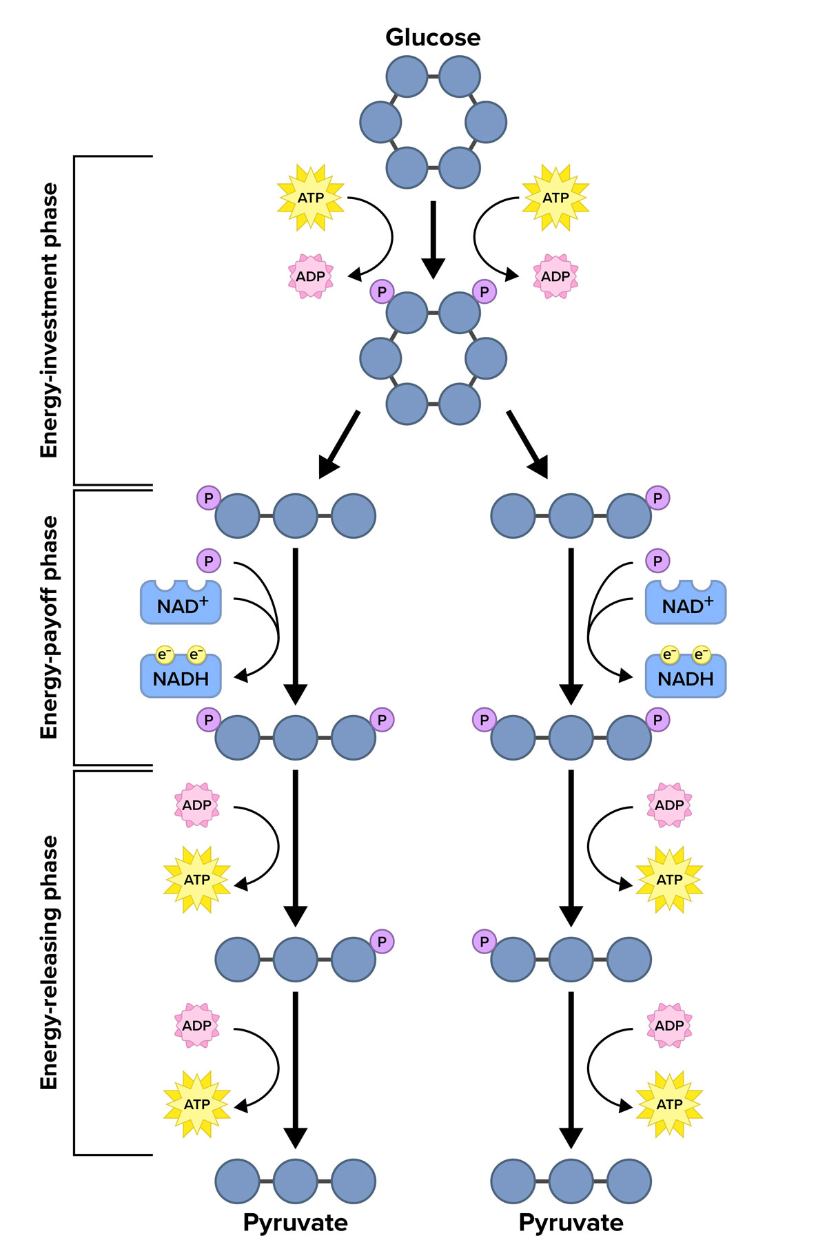 A detailed schematic diagram of the glycolysis pathway, showing the conversion of one glucose molecule into two pyruvate molecules through three distinct phases arranged vertically from top to bottom. At the top of the diagram, a single glucose molecule is represented by a hexagon with blue circles positioned at each of the six vertices. The first phase, bracketed on the left side, is labeled 'Energy-investment phase' and includes a black arrow leads from glucose to a glucose molecule with two phosphates, each represented by a purple circle labeled 'P'. Curved arrows on either side show large yellow sunbursts labeled 'ATP' converting to pink starbursts labeled 'ADP'. Two straight black arrows then lead to two three-circle molecules connected by horizontal lines, each with one P at one end. The second phase, bracketed on the left side, is labeled 'Energy-payoff phase', and includes the two identical pathways of the 3-circle molecules. Straight arrows point downward from each molecule, with curved arrows alongside showing blue rectangles labeled 'N A D +' converting to blue rectangles labeled 'N A D H', each accompanied by two yellow circles labeled e negative. Additional curved arrows show phosphate (P) additions. These vertical arrows lead to 3-circle molecules with two Ps each. The third phase, bracketed on the left side, is labeled 'Energy-releasing phase', and includes straight black arrows lead from each 3-circle molecule with two Ps to a 3-circle molecule with one P. Curved arrows alongside show pink sunbursts labeled 'ADP' converting to yellow sunbursts labeled 'ATP'. A final pair of downward-pointing arrows, also accompanied by curved arrows showing ADP converting to ATP, leads to the bottom of the diagram where two pyruvate molecules appear, each depicted as three blue circles connected by a horizontal line. 
