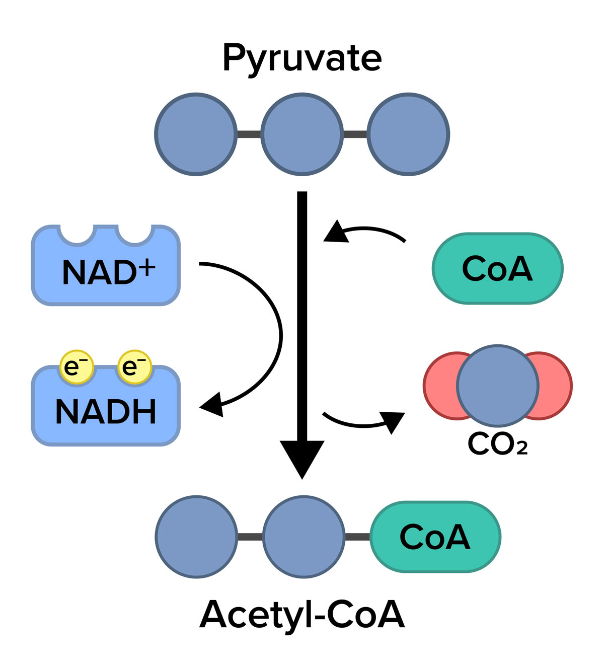 A schematic diagram showing the conversion of pyruvate to acetyl-Co-A. At the top of the diagram, a pyruvate molecule is represented by three blue circles connected by a horizontal line. A black downward-pointing arrow leads from the pyruvate molecule to the bottom of the diagram to two blue circles and a horizontal green oval labeled 'Co-A' connected with a horizontal line, labeled acetyl-Co-A. On the left side of this arrow, a smaller curved arrow points from a blue irregular shaped rectangle labeled 'N A D +' to a blue rectangle labeled 'N A D H' with two yellow circles labeled e negative. On the right side of the arrow, a small curved arrow points from a horizontal green oval labeled 'Co-A' to the main arrow, and another small curved arrow points from the main arrow to a larger blue circle flanked by one red circle on either side, labeled 'C O 2'.