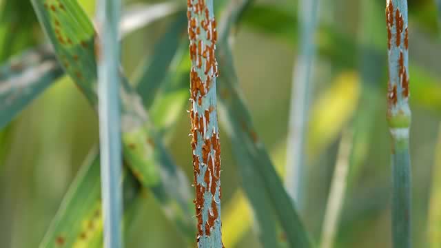 A wheat stalk is covered with fuzzy brown rust