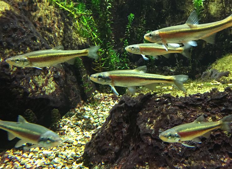 A school of freshwater minnows. Click for larger image.