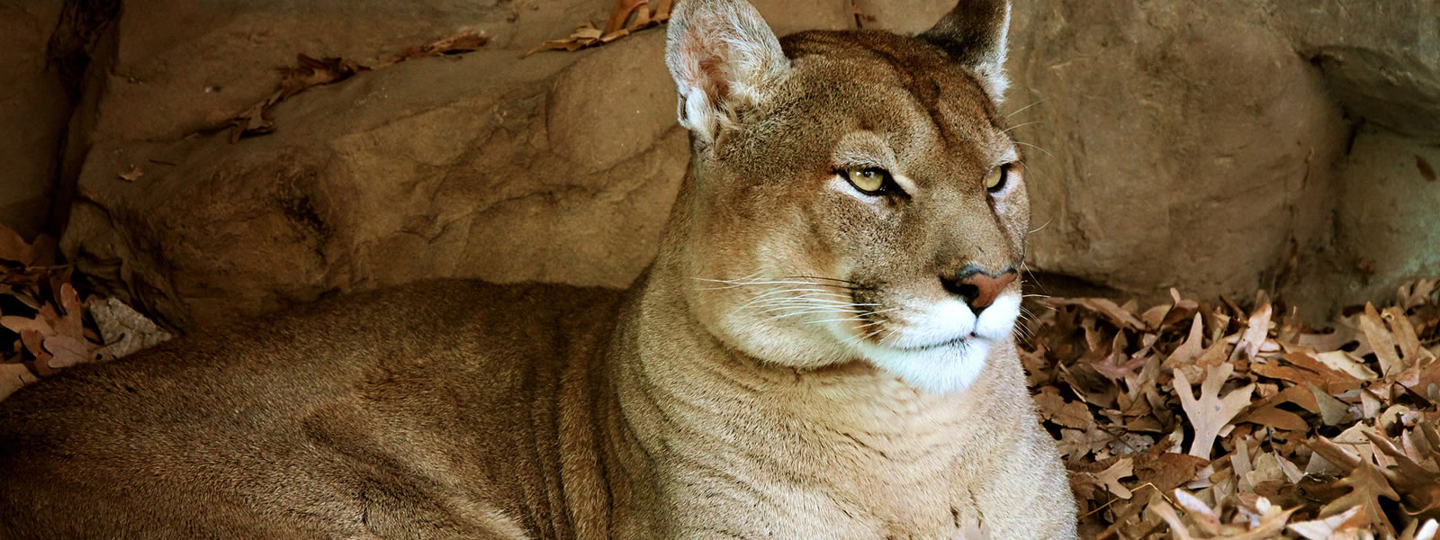 Close-up portrait of a cougar, Puma concolor