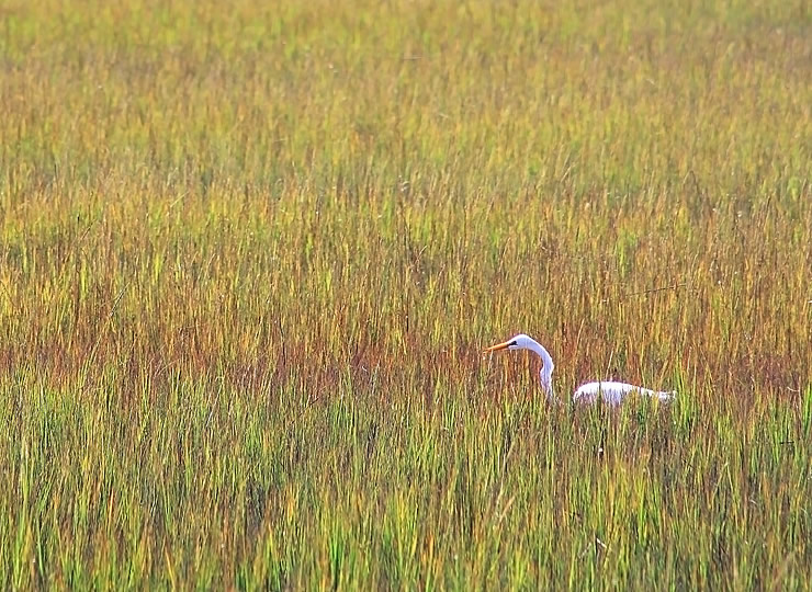 A great egret hunting in a vast salt marsh habitat. Click for larger image.