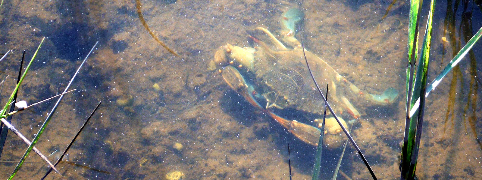 The Blue Crab Callinectes sapidus submerged in water around grass and reeds