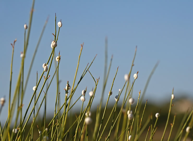 Dozens of snails climbing to the top of grass stalks in a salt marsh habitat. Click for larger image.