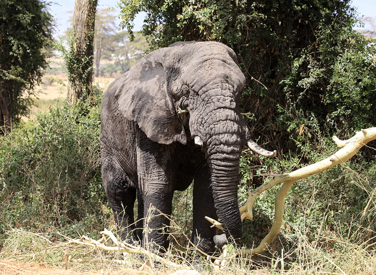 An elephant standing amidst broken tree branches. Click for larger image.