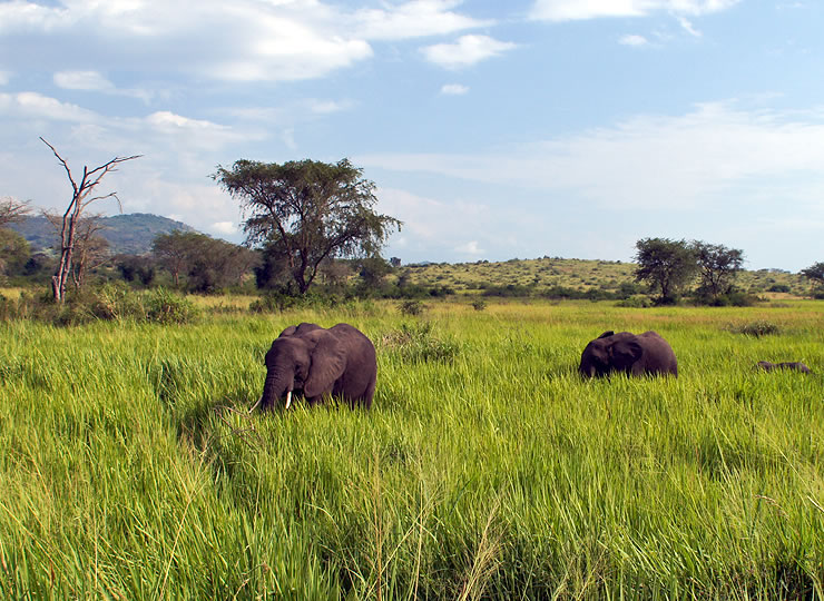 A family of elephants walking through tall grass. Click for larger image.
