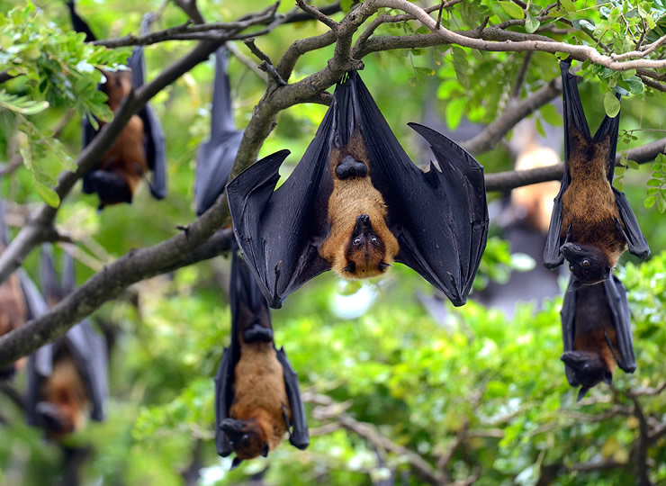 A group of flying foxes hanging upside down from branches in a forest. Click for larger image.