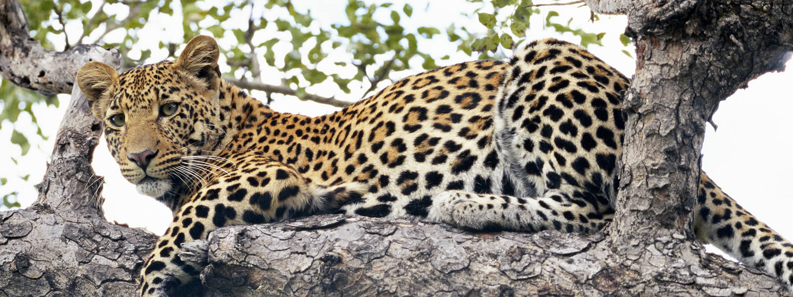 Leopard Panthera pardus perched on a tree branch