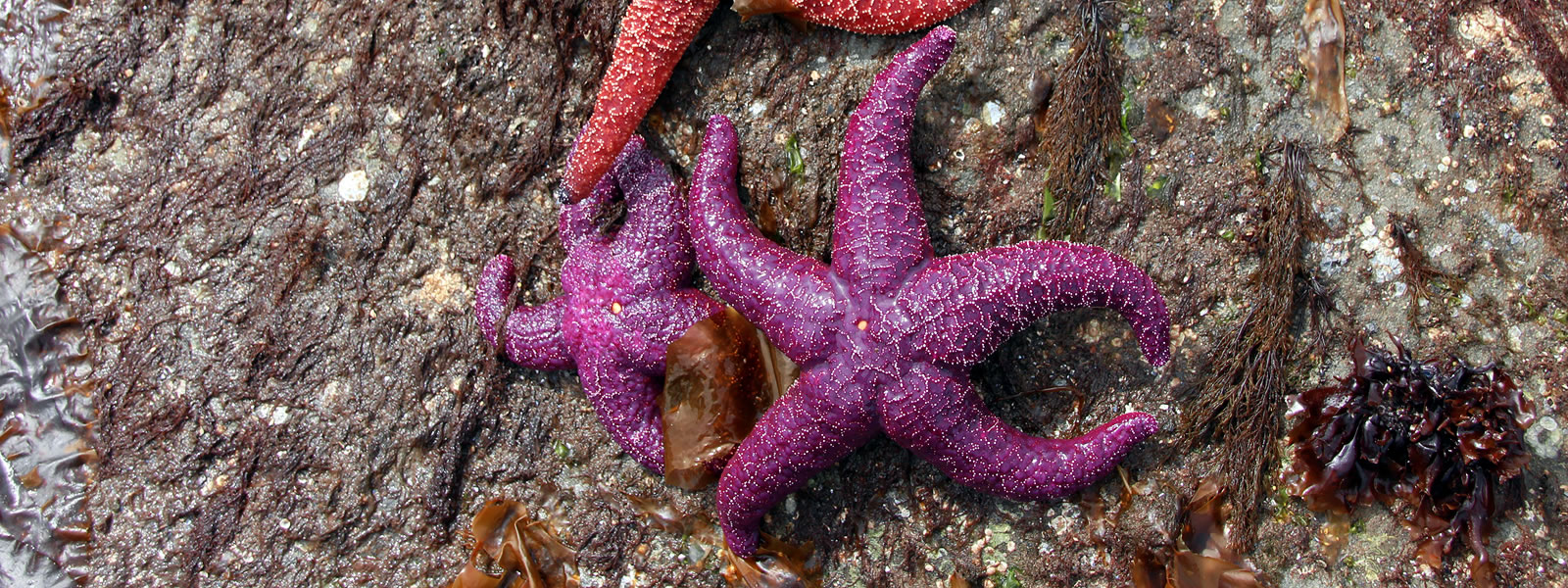 Two purple sea stars on rock surface