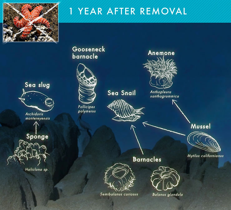 Illustration of the tide pool food web after one year of starfish removal. There are 8 total species and the main predators are sea snails, which eat barnacles and mussels, and anemones, which eat mussels. Click for larger image.