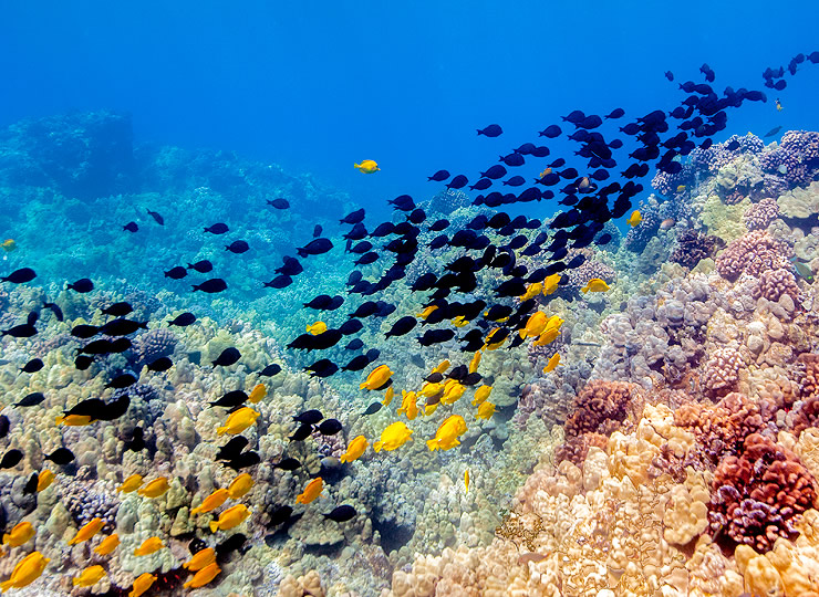 Underwater image of tropical reef with schools of colorful fish. Click for larger image.